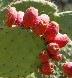 Opuntia Figue Barbarie Mioulane NewsJardinTV NPM 2707527464