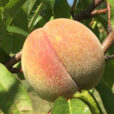 Pecher Grosse Mignonne Mioulane NewsJardinTV Jardimiou IMG 5571