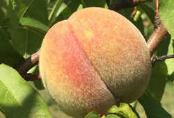Pecher Grosse Mignonne Mioulane NewsJardinTV Jardimiou IMG 5571