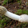 Phallus impudicus Champignon Flora