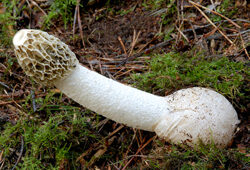 Phallus impudicus Champignon Flora