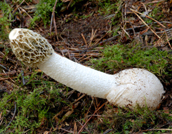 Phallus impudicus Champignon Flora