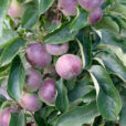 Pommier Colonnaire Chinon Mioulane NewsJardinTV NPM 2707525089