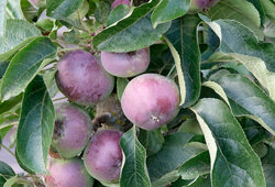 Pommier Colonnaire Chinon Mioulane NewsJardinTV NPM 2707525089