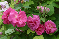 Rosier Zephirine Drouin Mioulane NewsJardinTV NPM 2707525162
