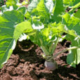 Rutabaga Mioulane NewsJardinTV Jardimiou NPM 850318287