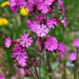 Silene dioica Fisher