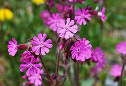 Silene dioica Fisher