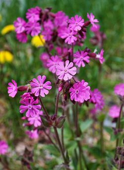 Silene dioica Fisher