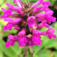 Stachys oficinalis Betoine Flora