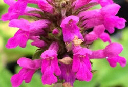 Stachys oficinalis Betoine Flora
