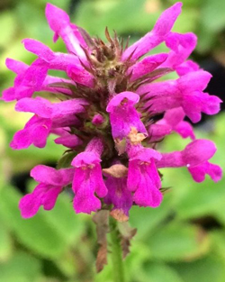 Stachys oficinalis Betoine Flora