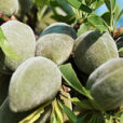 amande verte Prunus dulcis Flora
