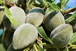 amande verte Prunus dulcis Flora