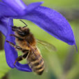 Abeille Butinage Mioulane NewsJardinTV Jardimiou NPM 914377650