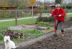 Bechage Potager Mioulane NewsJardinTV Jardimiou P1030457