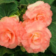 Begonia tubereux Mioulane NewsJardinTV Jardimiou NPM 850311311