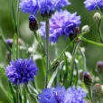 Bleuet Centaurea Cyanus Mioulane NewsJardinTV Jardimiou NPM 850407553
