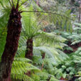 Cyathea australis Fougere arborescente Mioulane NewsJardinTV NPM 2607529724