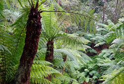 Cyathea australis Fougere arborescente Mioulane NewsJardinTV NPM 2607529724