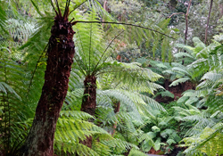 Cyathea australis Fougere arborescente Mioulane NewsJardinTV NPM 2607529724