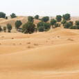 Desert Dubai Mioulane NewsJardinTV Jardimiou NPM 90180648