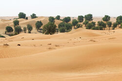 Desert Dubai Mioulane NewsJardinTV Jardimiou NPM 90180648