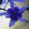 Fleur Imaginaire Mioulane NPM NewsJardinTV Jardimiou 84998140