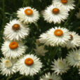 Immortelle Bracteantha Dreamtime Cream Mioulane NewsJardinTV Jardimiou 774652125