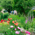 Jardin Massif Papaver Delphinium Andre VanBeek Mioulane NewsJardinTV Jardimiou NPM 914375634