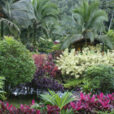 Jardin tropical Tabacon CostaRica Mioulane NewsJardinTV Jardimiou 7752144