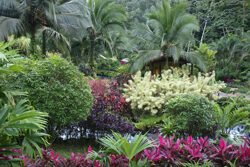 Jardin tropical Tabacon CostaRica Mioulane NewsJardinTV Jardimiou 7752144
