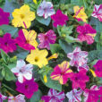 Mirabilis jalapa Belle de Nuit ThompsonMorgan