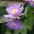 Nymphaea caerulea Mioulane NewsJardinTV Jardimiou NPM 85000092