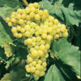 Raisin Perlette Flora