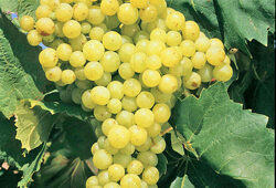 Raisin Perlette Flora
