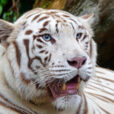 Tigre Mioulane Jardimiou NewsJardinTV NPM 2707527572