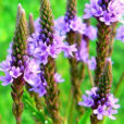 Verbena officialis Flora