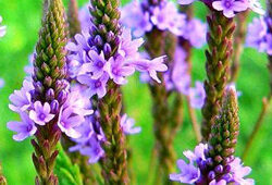 Verbena officialis Flora