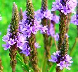 Verbena officialis Flora