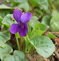 Viola odorata Flora
