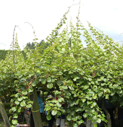 Actinidia Kiwi Vegetation Flora