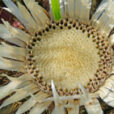 Carlina acaulis Mioulane Jardimiou NewsJardinTV NPM 2507528296