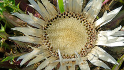 Carlina acaulis Mioulane Jardimiou NewsJardinTV NPM 2507528296