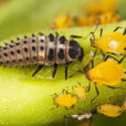 Coccinelle Larve Pucerons Fauna