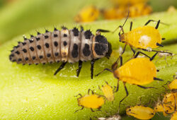 Coccinelle Larve Pucerons Fauna