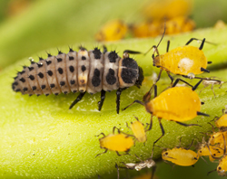 Coccinelle Larve Pucerons Fauna