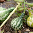 Coloquinte Mioulane NewsJardinTV NPM 2507528413