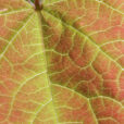 Feuille Automne Cercis Mioulane NewsJardinTV Jardimiou NPM 84955189