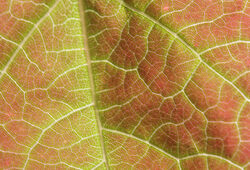 Feuille Automne Cercis Mioulane NewsJardinTV Jardimiou NPM 84955189